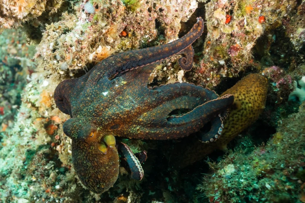 Ponto G: pesquisa descobre como polvos fazem sexo no escuro total Ponto G: pesquisa descobre como polvos fazem sexo no escuro total