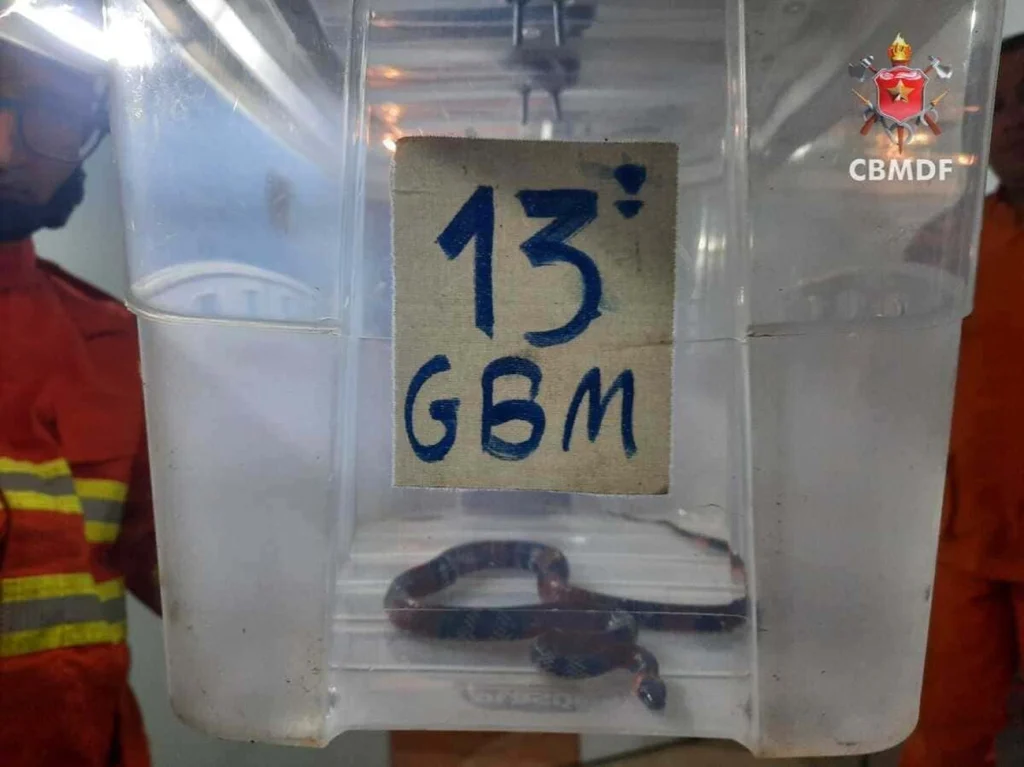 Cobra coral é capturada dentro de casa no DF e devolvida à natureza Cobra coral é capturada dentro de casa no DF e devolvida à natureza