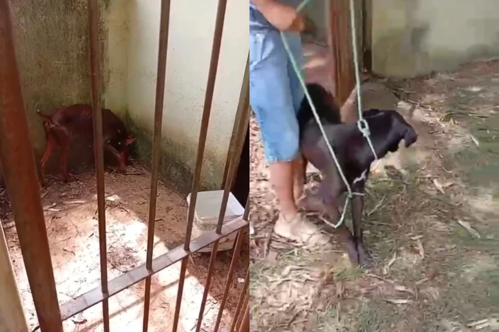 Empresário que alugava cães para fazer “segurança” de casas é preso.Vejavídeo Empresário que alugava cães para fazer “segurança” de casas é preso.Vejavídeo