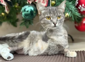 Gatinha Luma passa por quatro cirurgias e voluntários pedem ajuda