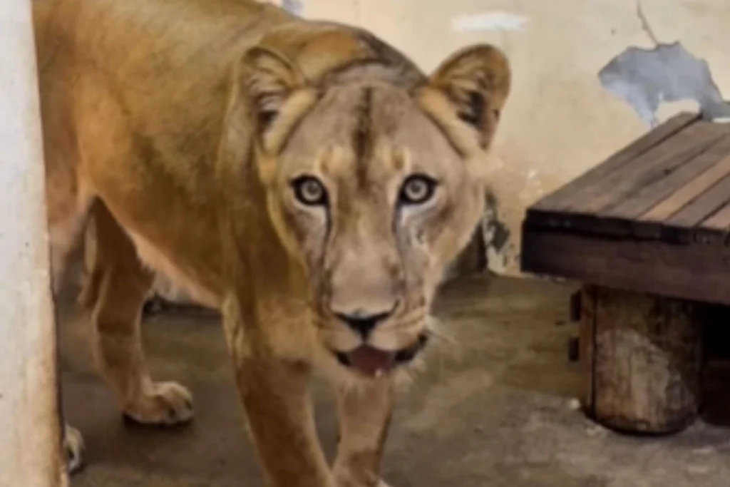 Leoa que matou jovem em zoo na Paraíba já tem data para voltar à jaula.Vídeo Leoa que matou jovem em zoo na Paraíba já tem data para voltar à jaula.Vídeo