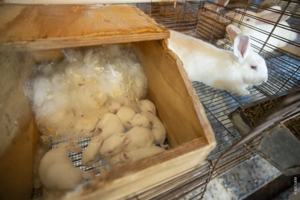 Pesquisadores criam ordenha inédita e produzem 1º leite de coelha Pesquisadores criam ordenha inédita e produzem 1º leite de coelha