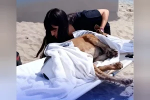 Cadela comunitária sofre ataques em Praia Grande: o que aconteceu ontem