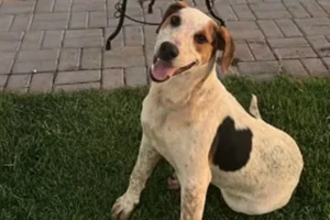 Comunidade se levanta contra baleamento de cão comunitário em Toledo