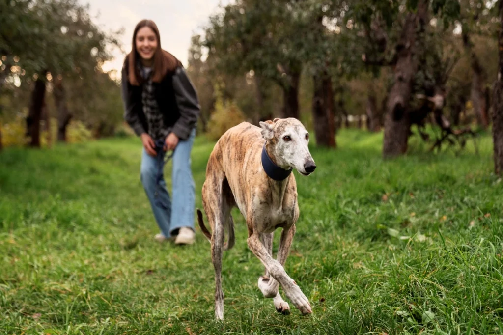 Descubra os cães mais rápidos do mundo: o segredo dos Greyhounds, Sloughis e Whippets