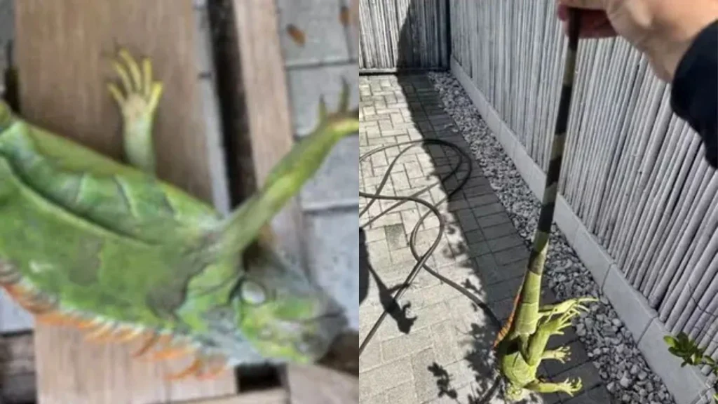 Iguana em pizza é a novidade de hoje no Bucks Coal Fired