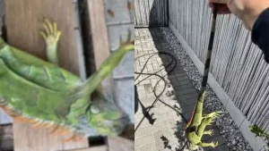 Iguana em pizza é a novidade de hoje no Bucks Coal Fired